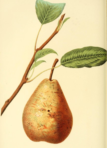 Pear Of The Marie Louise Pear Variety