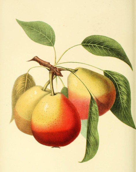 Mannings Elizabeth Pear Pear