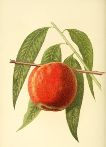 Peach Of The Cutter'S Yellow Peach Variety