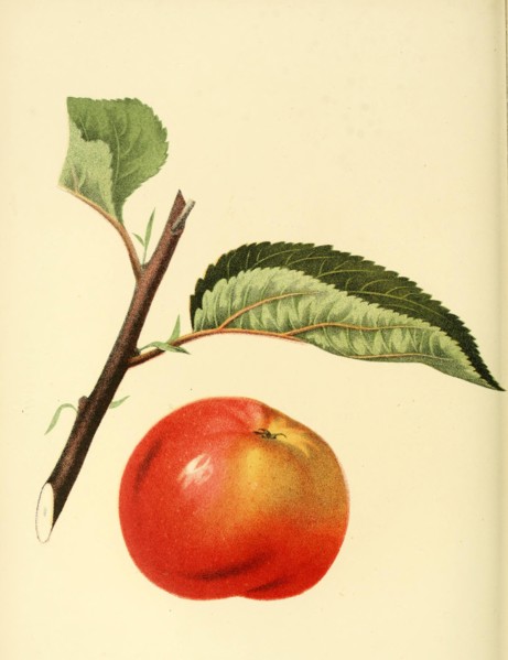 Apple Of The Manomet Apple Variety
