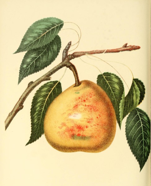 Pear Of The White Doyenne Pear Variety
