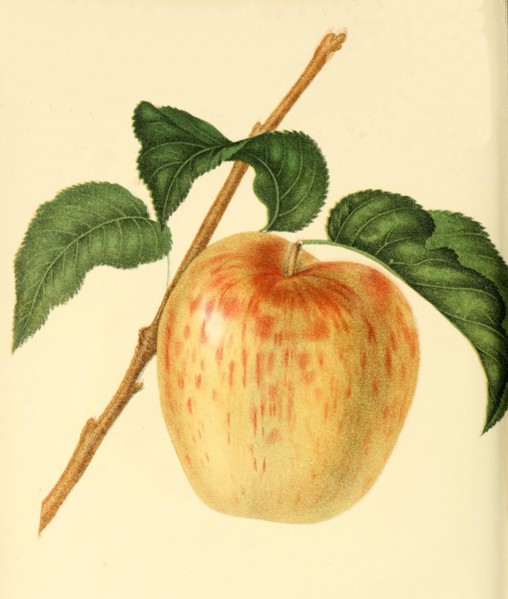Apple Of The Minister Apple Variety