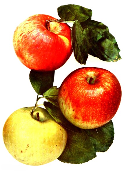 Variety Apples: 1. Red Astrakhan