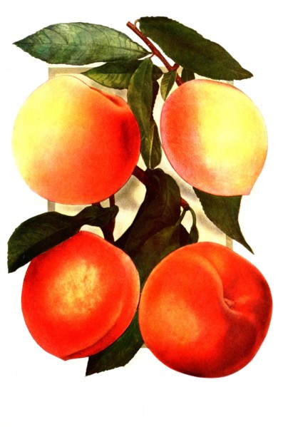 Peaches Of Varieties: 1. New Prolific