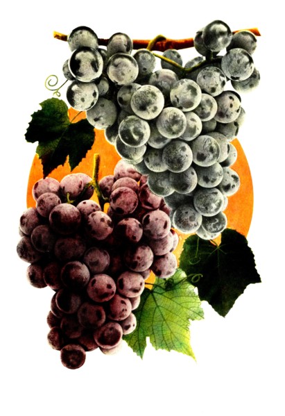 Grape Variety: 1. Moore'S Early