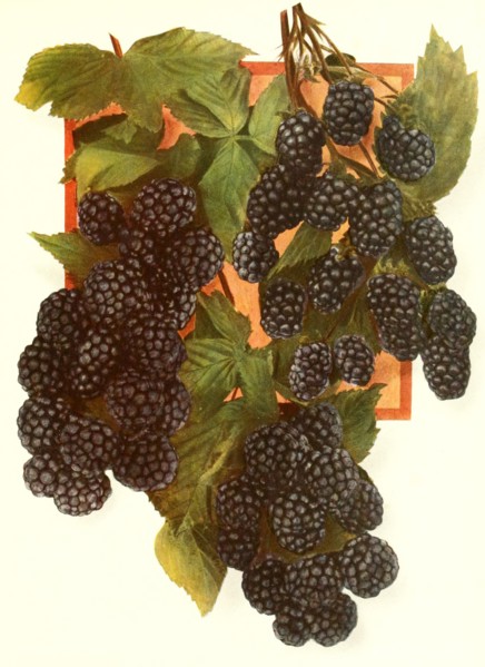 Ripe Blackberries On The Bush