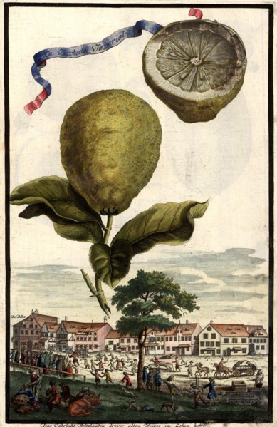 La Zucchetta Imperiale And The Annual Beltzlauf Of Three Old Women In The Gostenhof
