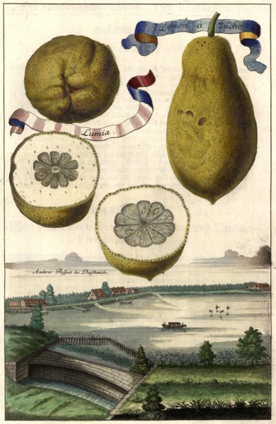 Limon A Zucheta