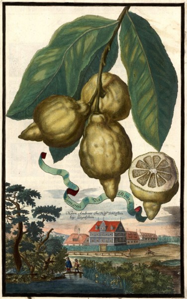 Limonie Da Roma And The Ziegelstein Castle