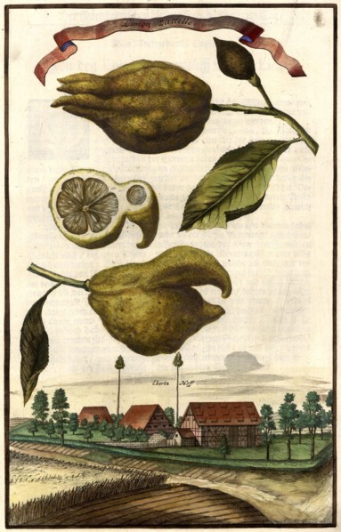 Limon Zatelle And The Ebertzhof