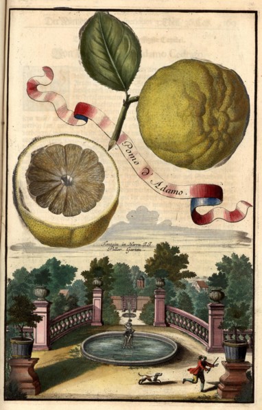 Pomo D' Adamo And Fountain In The Peller Garden
