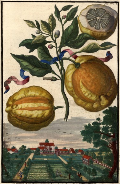 Bizaria And Garden Of Mr. Buiretti