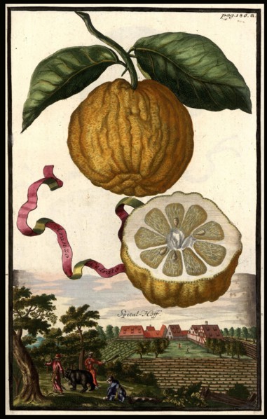 Aranzo Cedrato And Hospital Courtyard
