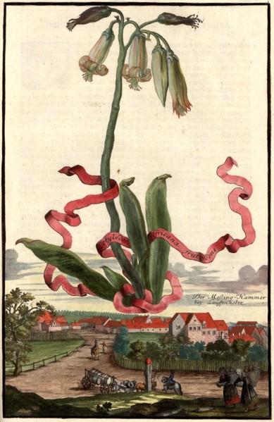 Cotyledon Africana Frutescens And The Brass Hammer Near Lauffenholz