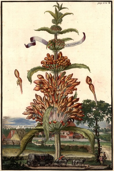 Leonorus And The Area Near Allerspach