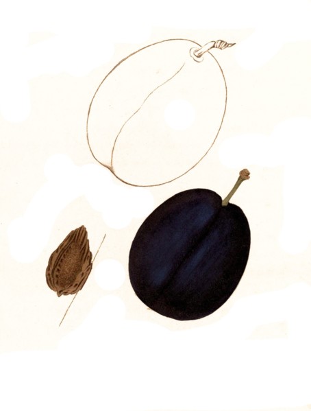 Plum Of The Cleavinger Variety