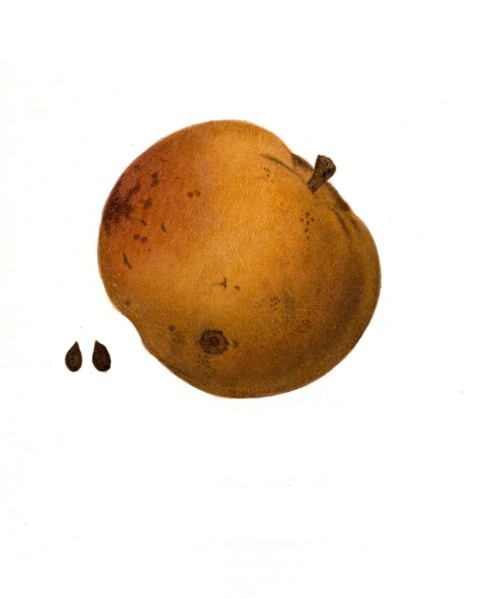 Apple Of The Northern Sweet Variety