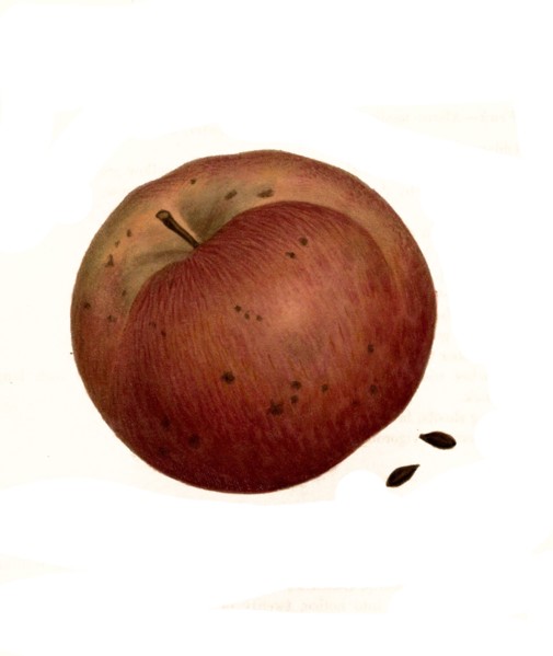 Apple Of The Smike House Variety