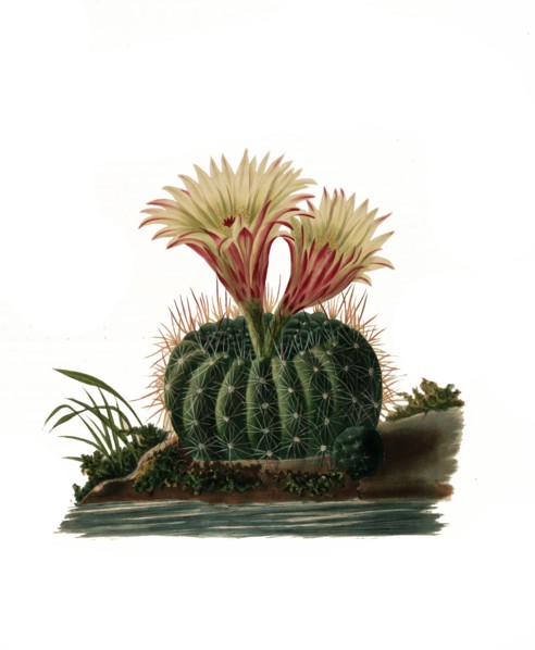Parodia Concinna Is A Species Of Plant In The Genus Parodia In The Cactus Family