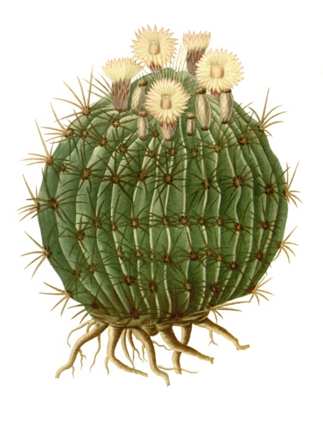 Echinocactus Melocactiformus
