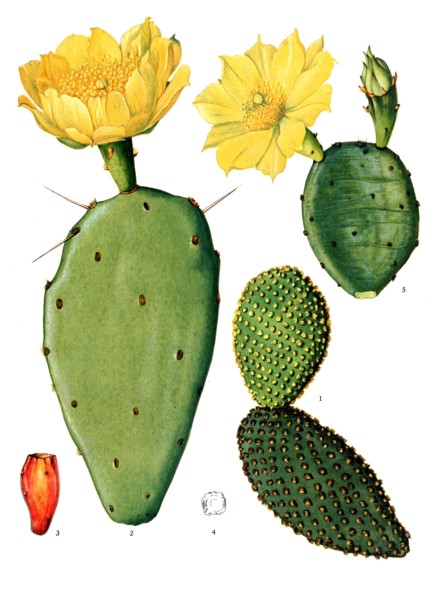 1. Opuntia Microdasys