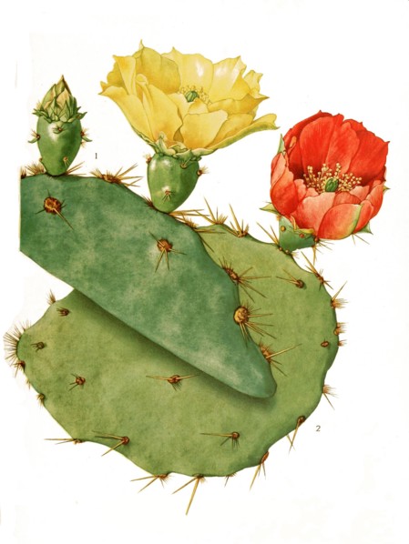 Opuntia Lindheimeri