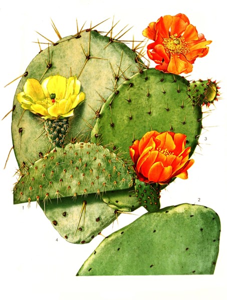 1. Opuntia Leucotricha