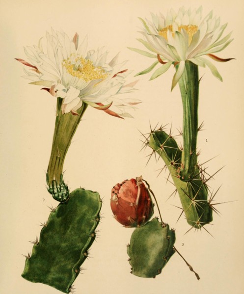 1. Acanthocereus Pentgonus