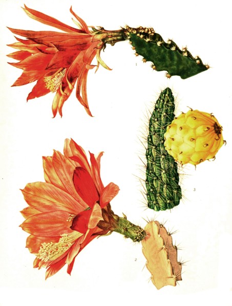 1. Heliocereus Elegantissimus