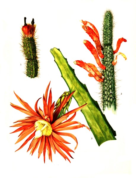 1. Arrojadoa Rhodantha