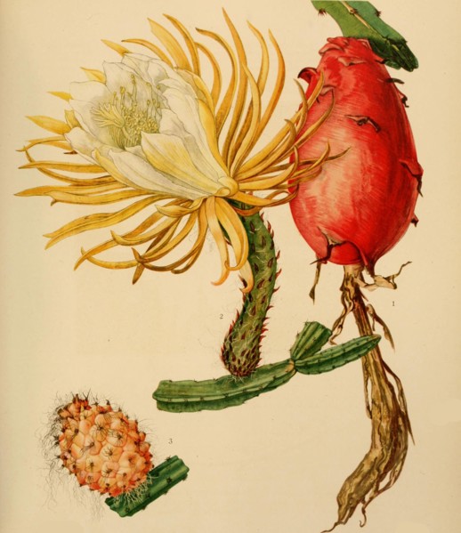 1. Hylocereus Trigonus