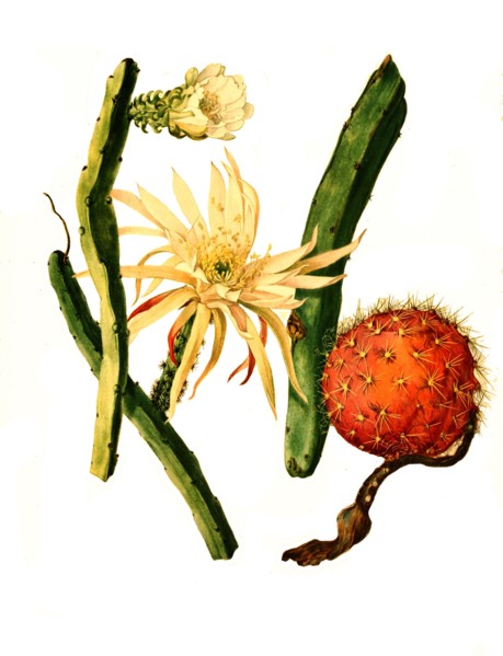 1. Selenicereus Pteranthus