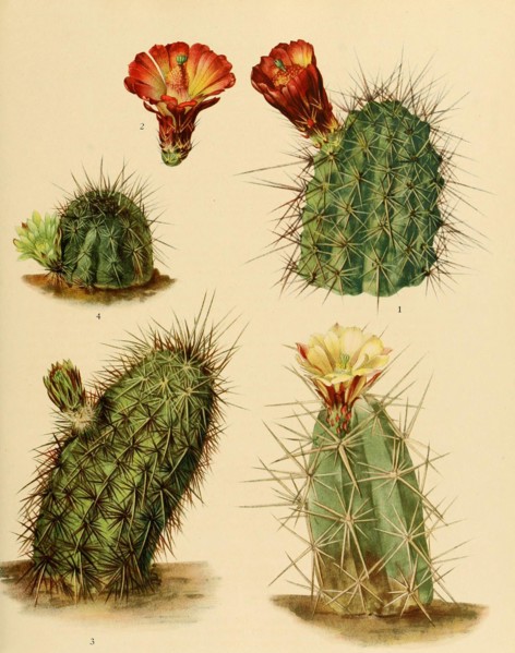 1. Echinocereus Coccineus