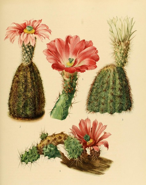 1. Echinocereus Pentalophus