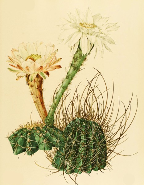 1. Echinopsis Silvestrii