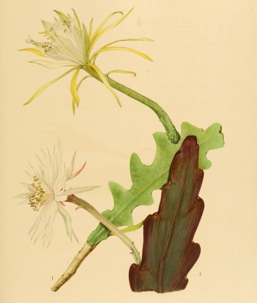 1. Epiphyylum Darrahii