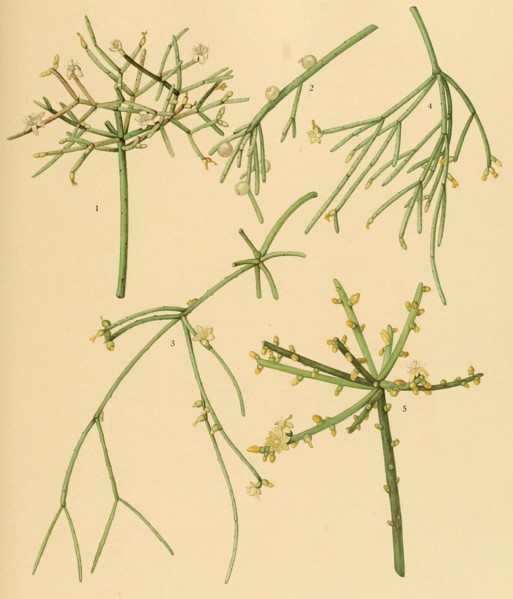 1. Rhipsalis Cribrata