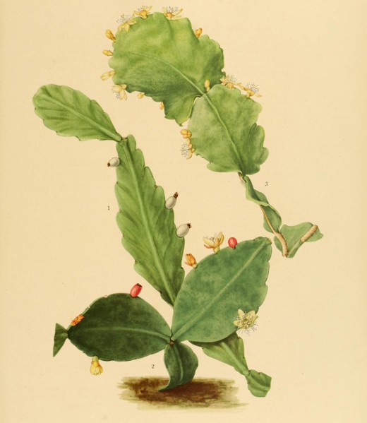 1. Rhipsalis Oblonga