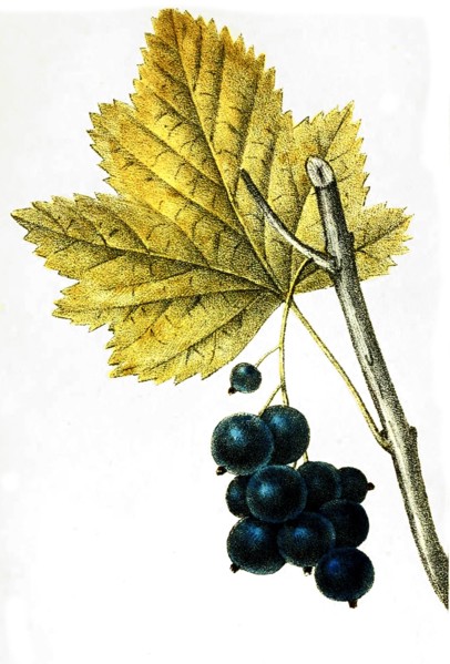 Ribes Nigrum