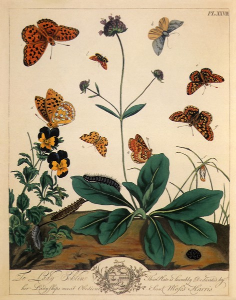 Butterflies and Moths