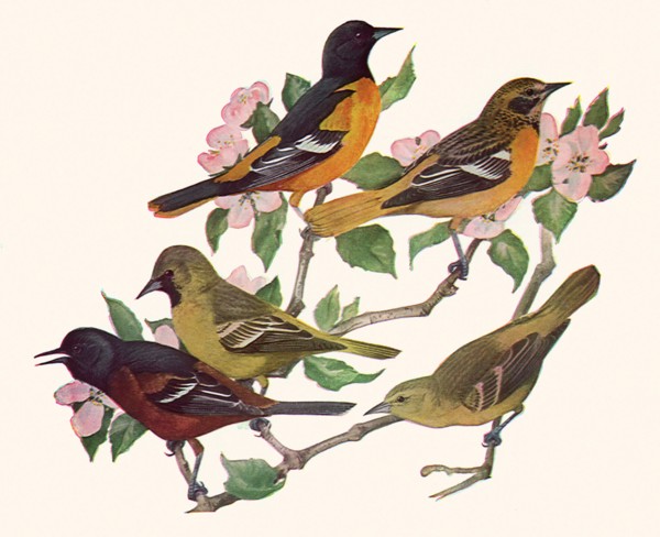 Orioles