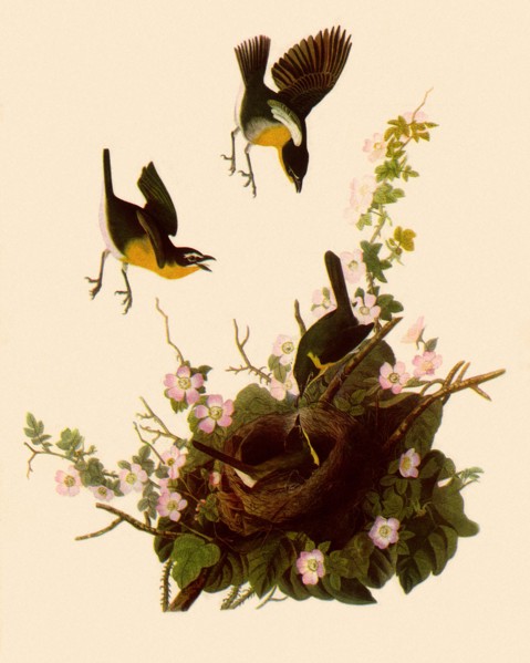 Yellow-Breasted Chat
