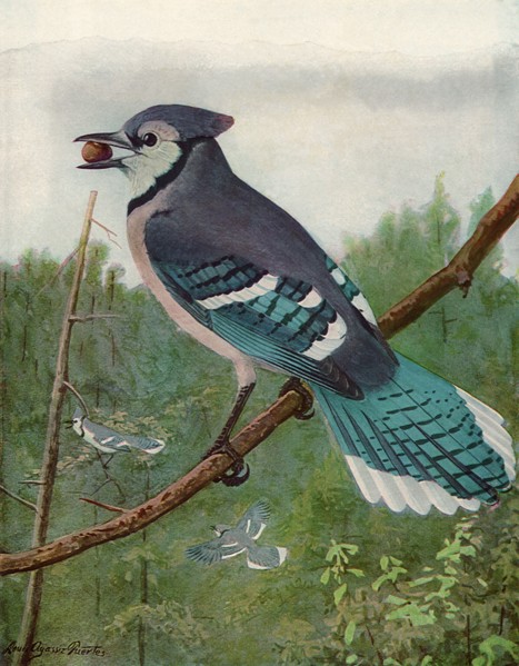 Blue Jay