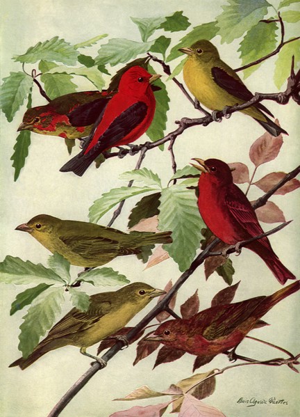 Tanagers