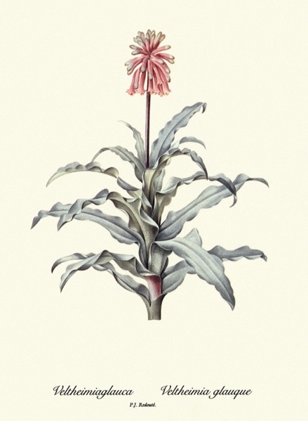 Veltheimiaglauca, Veltheimia glauque