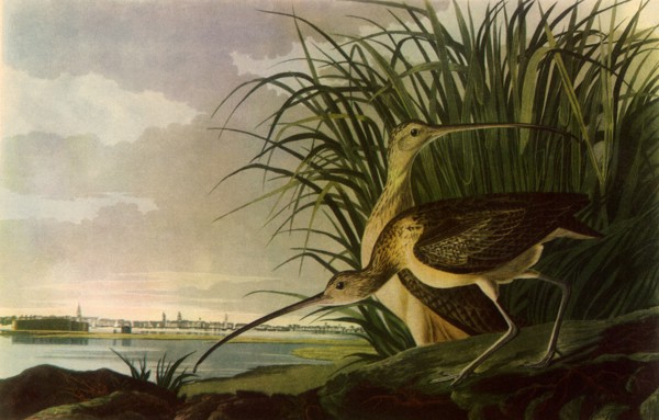 Long-Billed Curlews