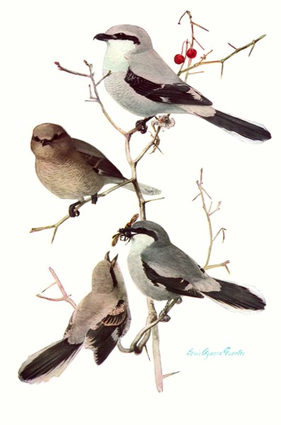 Shrikes