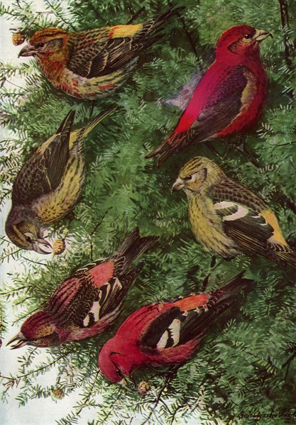Crossbills Feeding
