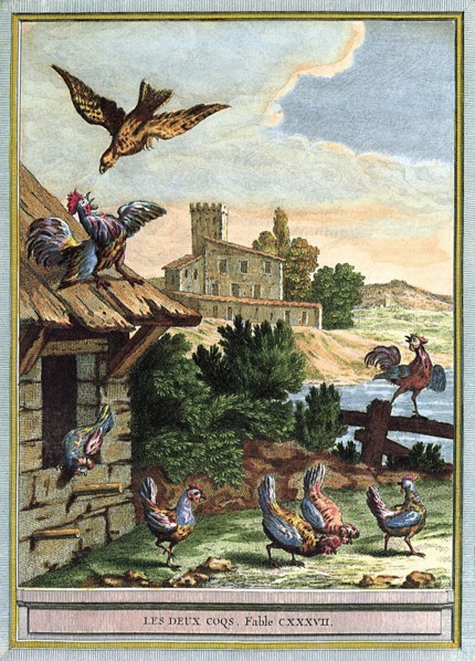Bird Attacks Rooster