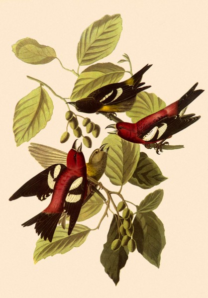 White-Winged Crossbills